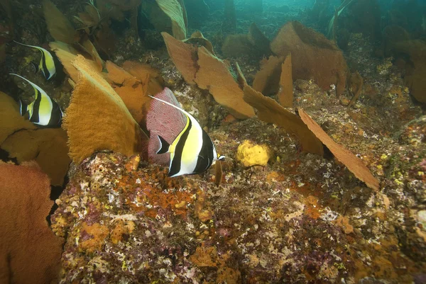 Tropických ryb pod vodou v Cabo San Lucas — Stock fotografie