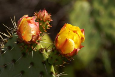 Kaktüs Blooming, Laguna Beach, Kaliforniya Kanyon