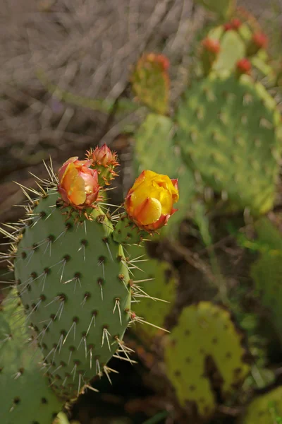 Kvetoucí kaktus v Laguna Beach v Kalifornii canyon — Stock fotografie