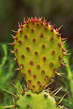 Laguna Beach Canyon Hiking Trail, vahşi kaktüs