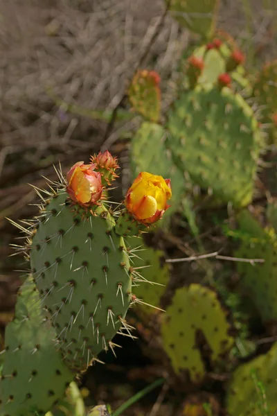 Divoké kaktusové v Laguna Beach Canyon turistická stezka — Stock fotografie