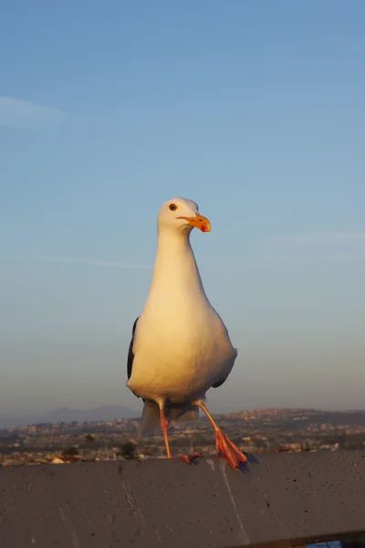 Закат чайки на Калифорнийском пирсе — стоковое фото