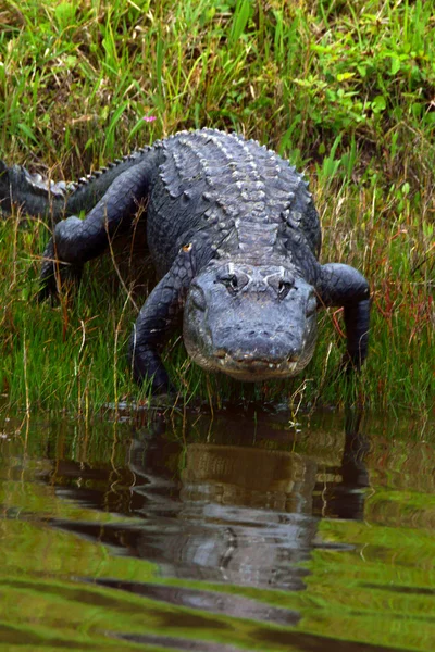 Florida Swamp Wild Ani Hunting — стоковое фото