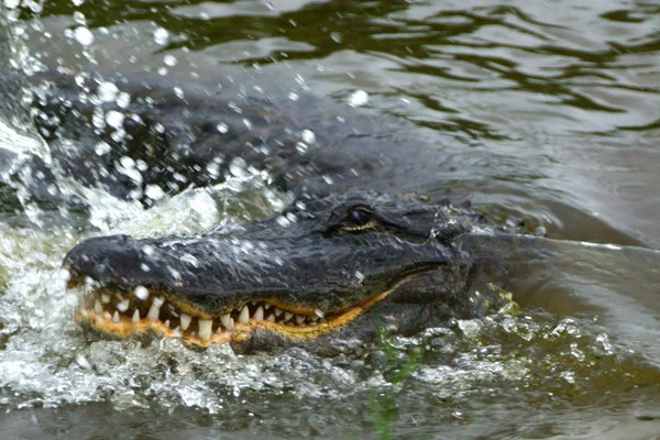 Florida Swamp Wild Ani Hunting — стоковое фото