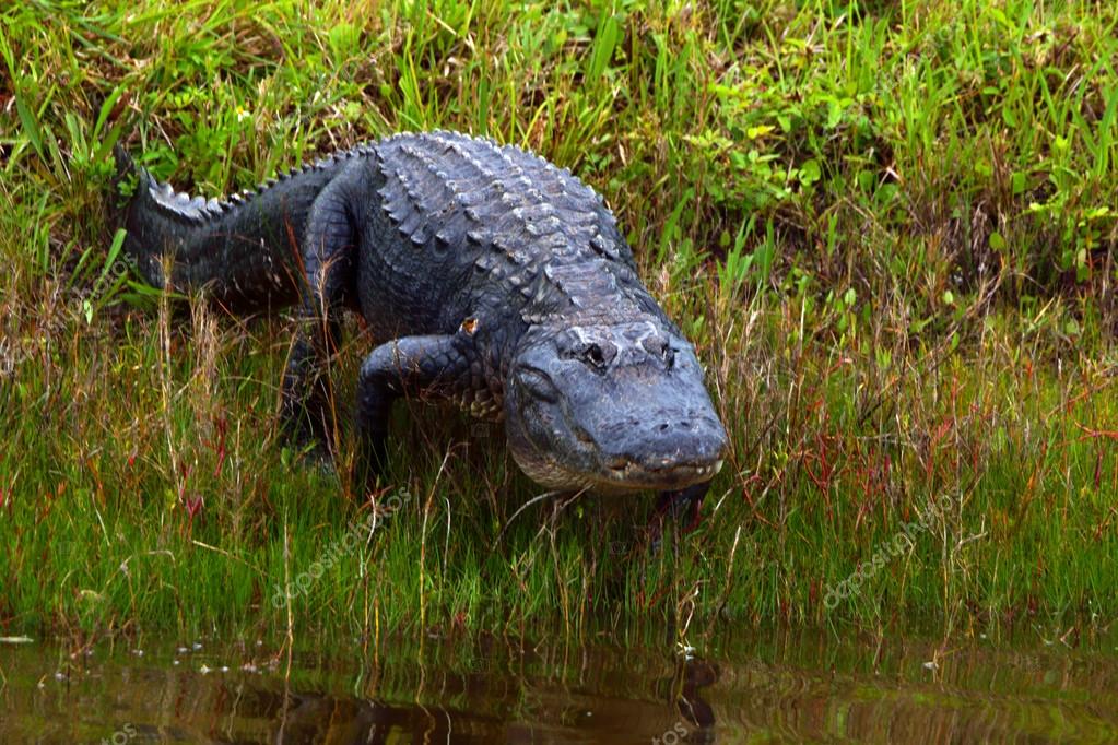 Florida Swamp Wild Animals Hunting — Stock Photo © KGriff 72412331