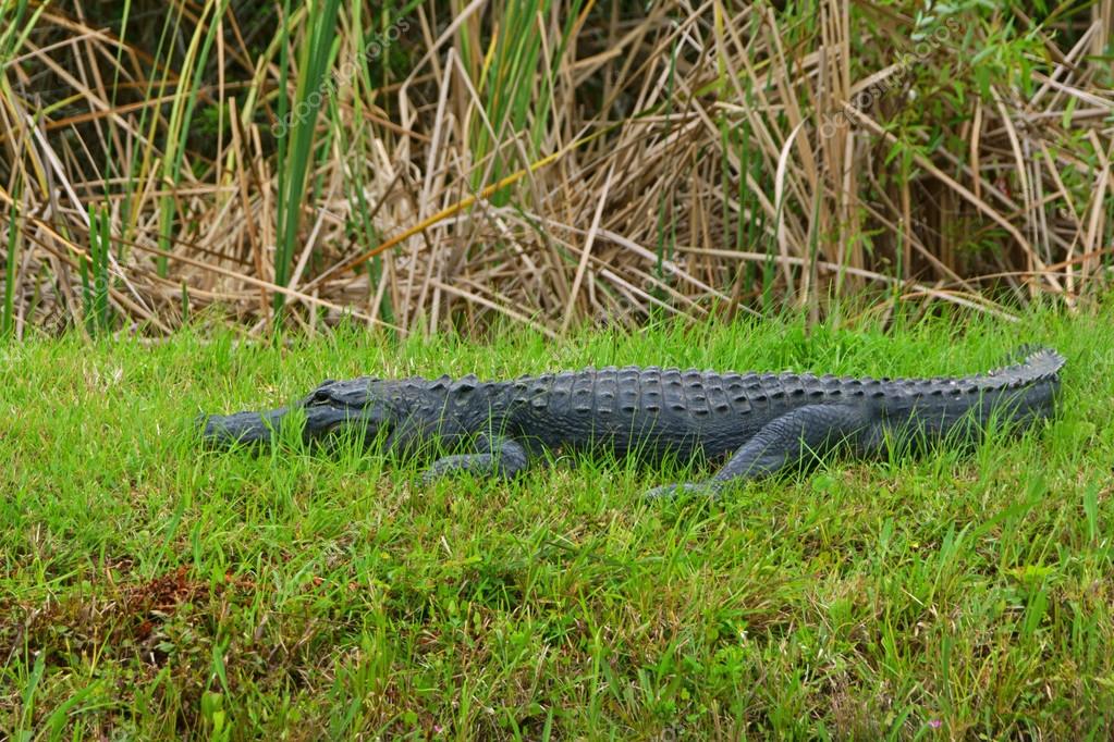 Florida Swamp Wild Animals Hunting — Stock Photo © KGriff 72412339