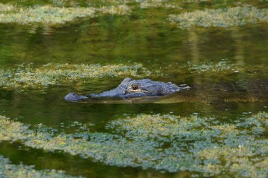 florida swamp, timsah