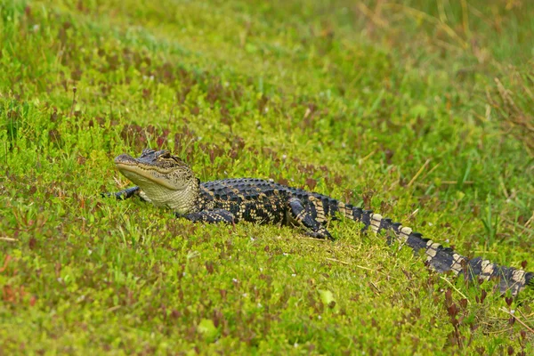 Alligator at Florida — Stock Photo, Image