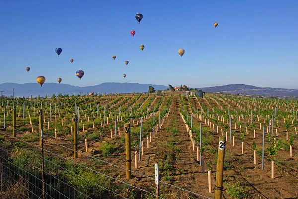 Temecula balon ve şarap Festivali 2015 yükselen sıcak hava balonları