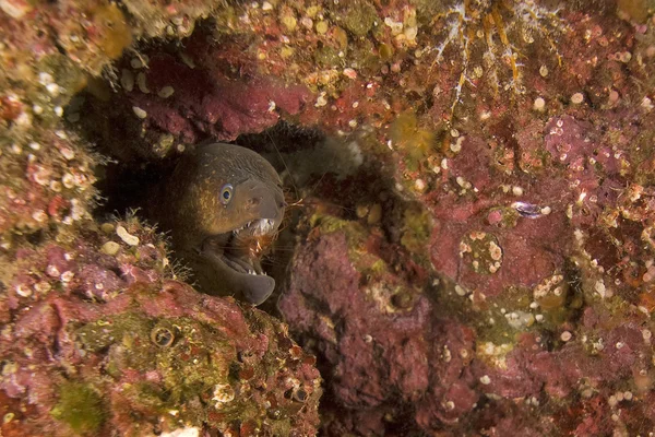 Anguille au récif sous-marin de Californie — Photo