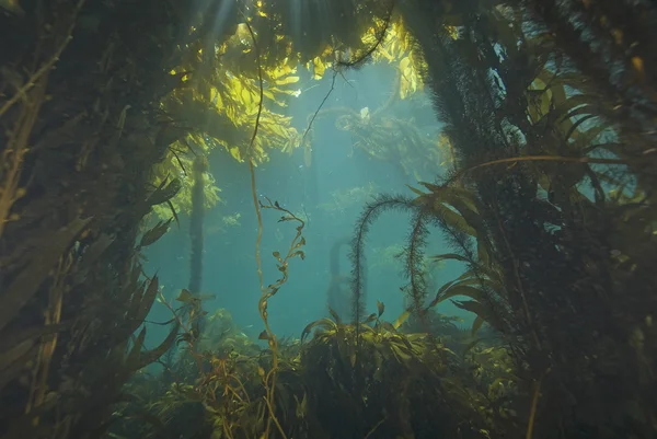 Algas marinas en el bosque submarino de algas de California — Foto de Stock