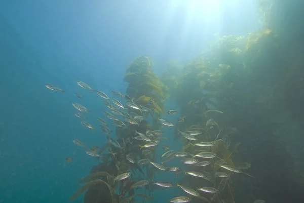 Subacqueo California Kelp foresta e pesce — Foto Stock