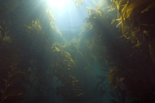 水中カリフォルニア ケルプの森 — ストック写真