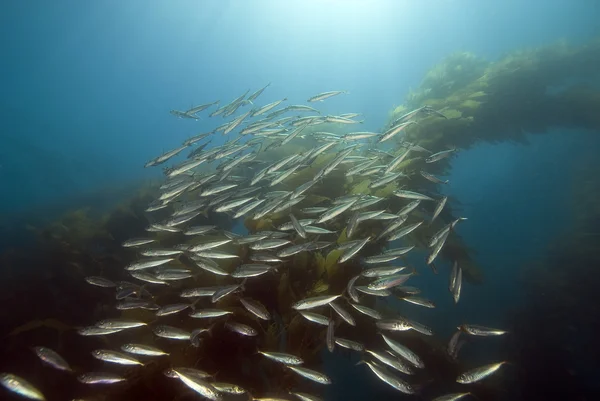 Víz alatti kaliforniai tengeri moszat erdők és a halak — Stock Fotó