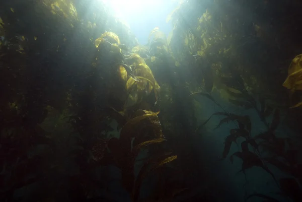 Floresta subaquática de algas na ilha de Catalina — Fotografia de Stock