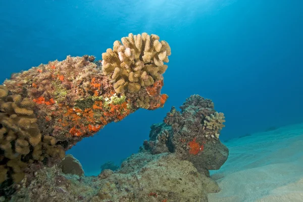 Hawaii koraalrif onderwater — Stockfoto