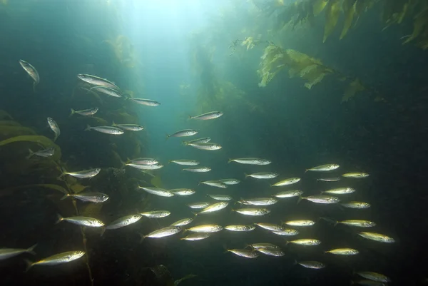 Bosque submarino Kelp en la isla Catalina — Foto de Stock