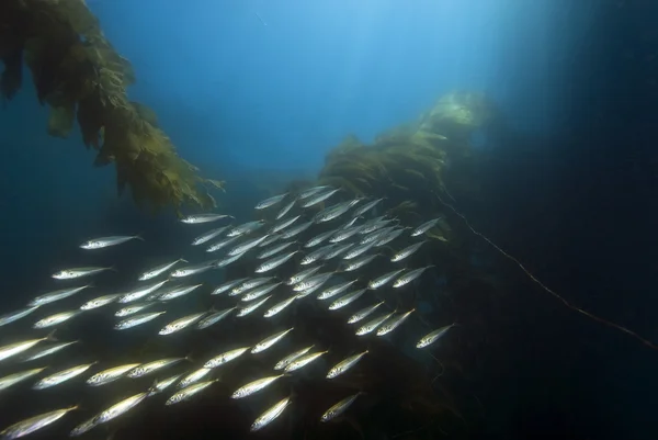 Sualtı esmer Su yosunu ormanının Catalina Adası'nda — Stok fotoğraf