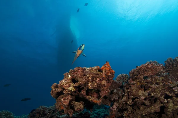 Χαβάη υποβρύχια προβολή των κοραλλιογενών υφάλων και βάρκα — Φωτογραφία Αρχείου