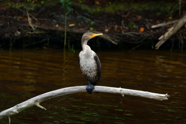 Pássaro no pântano da Flórida — Fotografia de Stock