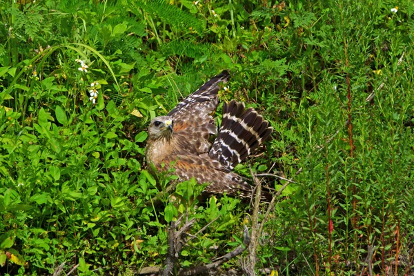 Ptak na Florydzie swamp — Zdjęcie stockowe