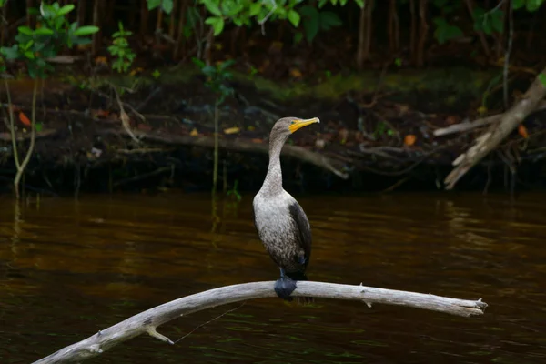 Pássaro no pântano da Flórida — Fotografia de Stock