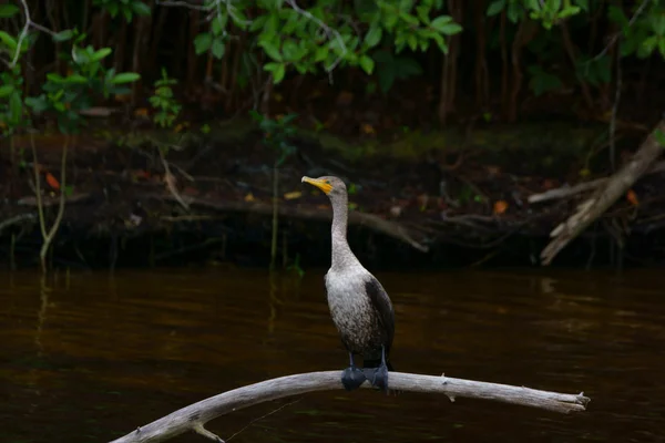 Florida mocsári madár — Stock Fotó