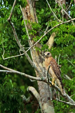 Florida bataklıkta Şahin
