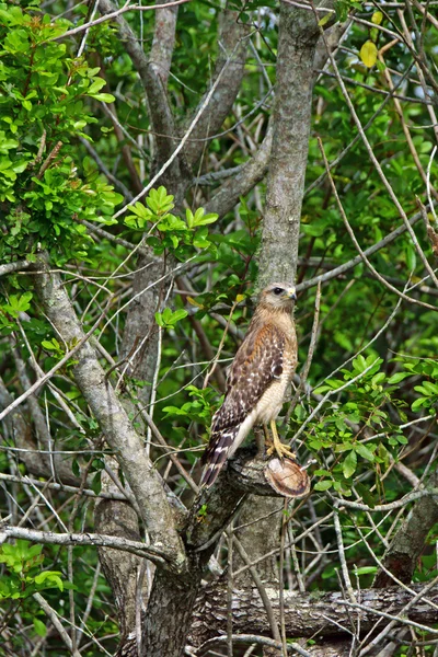 Hawk bird of prey at Florida swamp — Stock Photo, Image