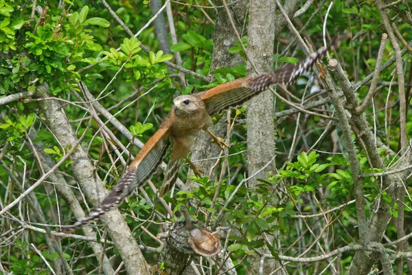 Habicht fliegt durch den Florida-Sumpf — Stockfoto