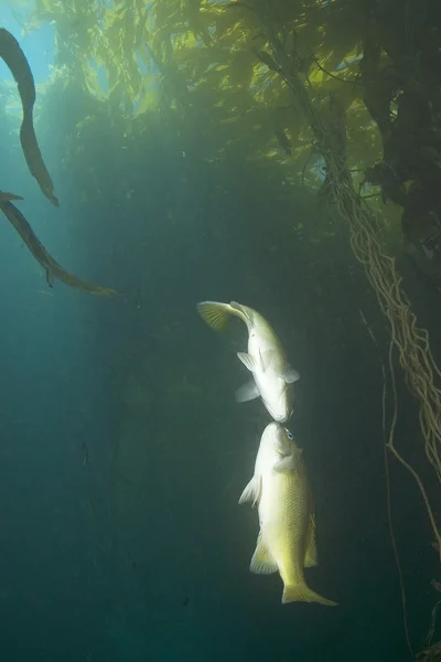 Pescado en California Kelp Forest — Foto de Stock