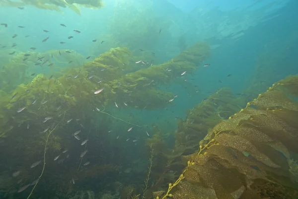 Kelp tång under vattnet — Stockfoto