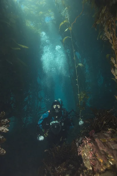 Mergulhador subaquático nas Ilhas do Canal — Fotografia de Stock