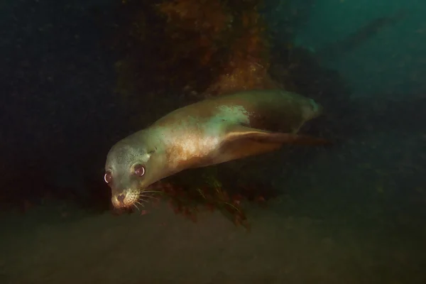 Singa laut California berenang di karang bawah air — Stok Foto
