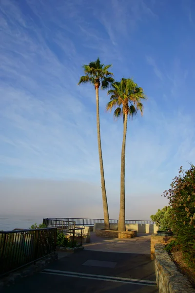 Пляжные пальмы на побережье Калифорнии — стоковое фото