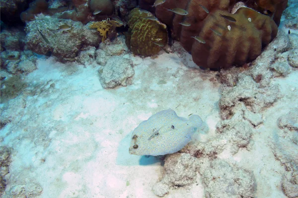 Pesci tropicali pavone flounder a Aruba barriera corallina — Foto Stock