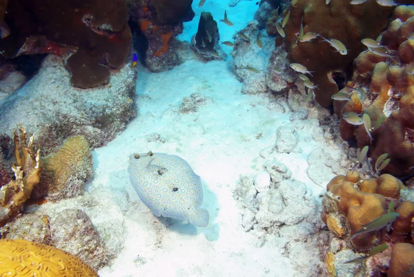 Pesci tropicali pavone flounder a Aruba barriera corallina — Foto Stock