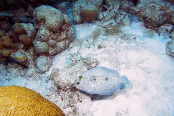 Tropical fish peacock flounder — Stock Photo, Image