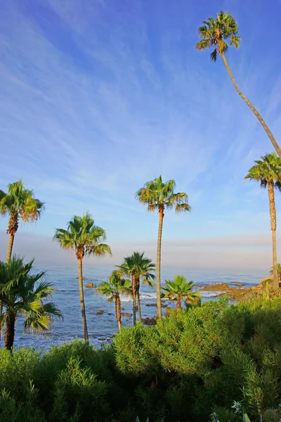 Palmbomen in Californië beach — Stockfoto