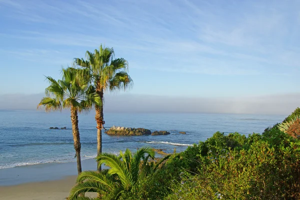 Strand palmbomen aan Californië kust — Stockfoto