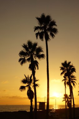 Beach palm tree silhouette clipart