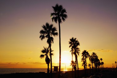 Beach palm ağacı siluet