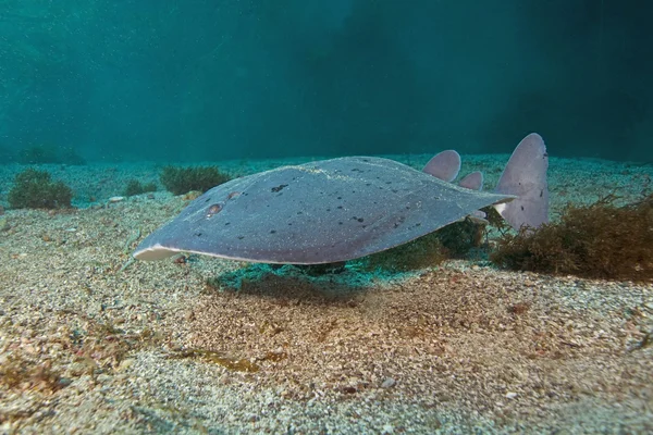 Torpediniere elettrico Ray Underwater nella foresta californiana di alghe — Foto Stock