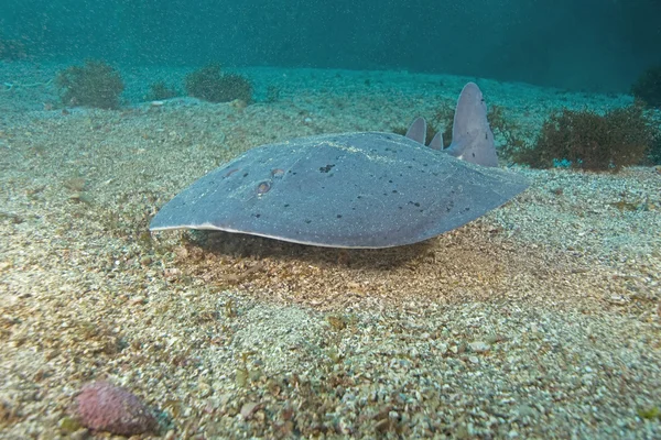 Torpediniere elettrico Ray Underwater nella foresta californiana di alghe — Foto Stock