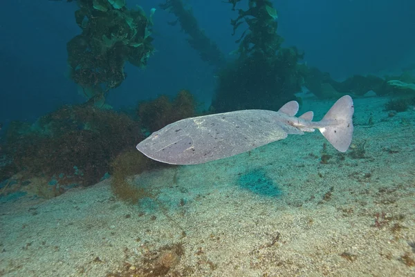 Electric Torpedo Ray Underwater at California kelp forest — Stock Photo, Image
