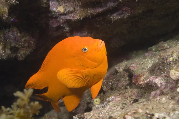 Fish Garibaldi no recife subaquático da Califórnia — Fotografia de Stock