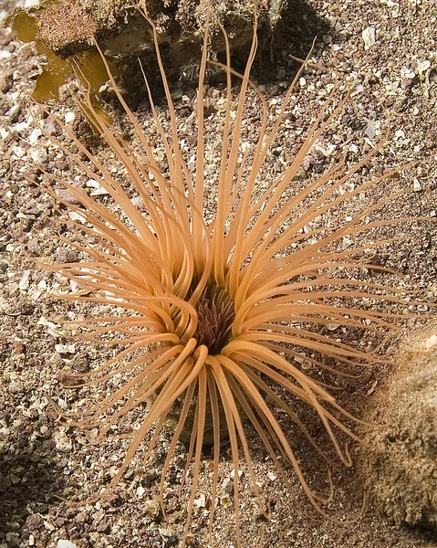 California underwater reef tube worm — Stock Photo, Image