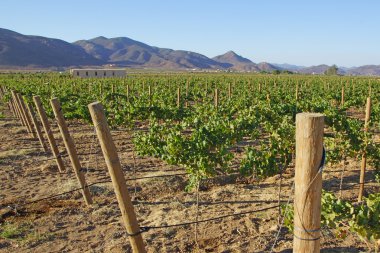 Şaraphane üzüm bağlarına Baja California, Ensenada, Meksika