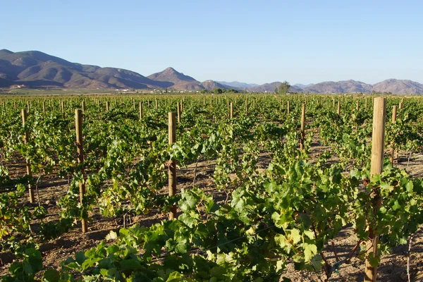 Vinice vinařství hroznů v Baja California, Ensenada, Mexiko — Stock fotografie