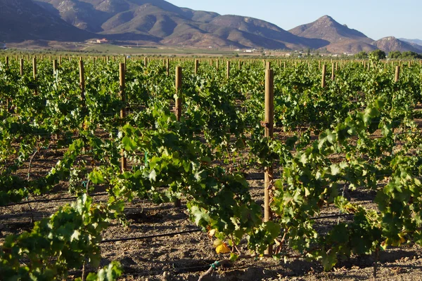 Bodega de viñedos en Baja California, Ensenada, México —  Fotos de Stock